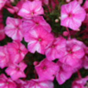 Meet your Posher, Ruth ellen